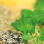 Hühner Sommerkorn | ChickenGold®, 10 kg – Bild 3